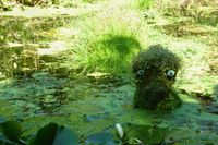 The &quot;Monster&quot; in the pond at Trebah Garden. Could this be Nessie?