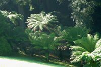 A group of tree ferns.